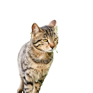 Close Up Of A Cute Mackerel Tabby Cat Standing Amidst Lush Greenery And Flowers. 13984 - Cat PNG image with transparent background